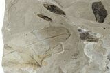 Fossil Flora Plate - Green River Formation, Utah #218288-1